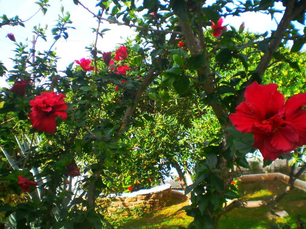 Paros Rita Studios Πίσω Λιβάδι Δωμάτιο φωτογραφία